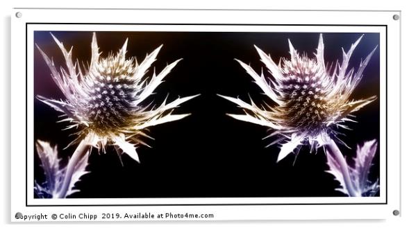 Prickly pair Acrylic by Colin Chipp