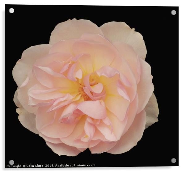 Single rose Acrylic by Colin Chipp