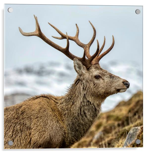 Royal Red Deer Stag Acrylic by Derek Beattie
