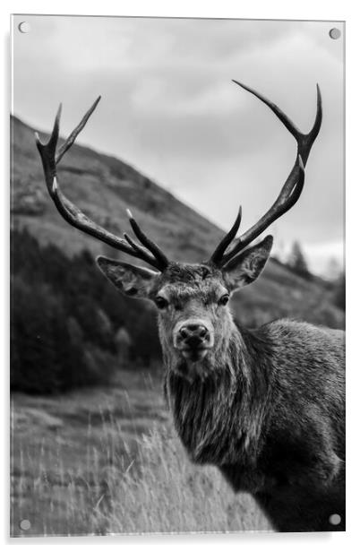 Red Deer Stag with Antlers Acrylic by Derek Beattie