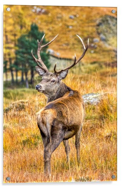 Red Deer Stag in Autumn Acrylic by Derek Beattie