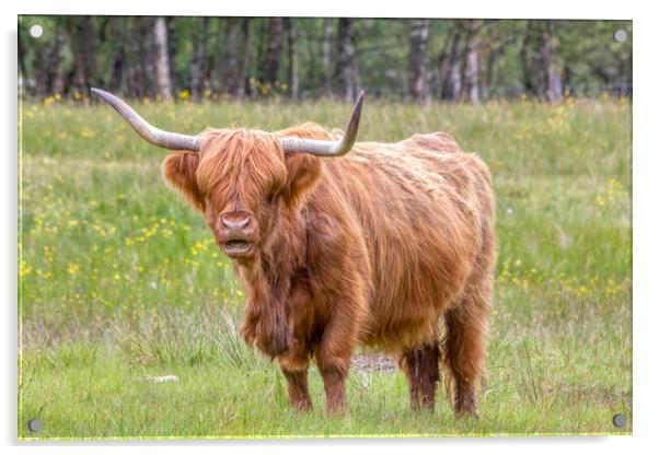 Highland Cow Acrylic by Derek Beattie
