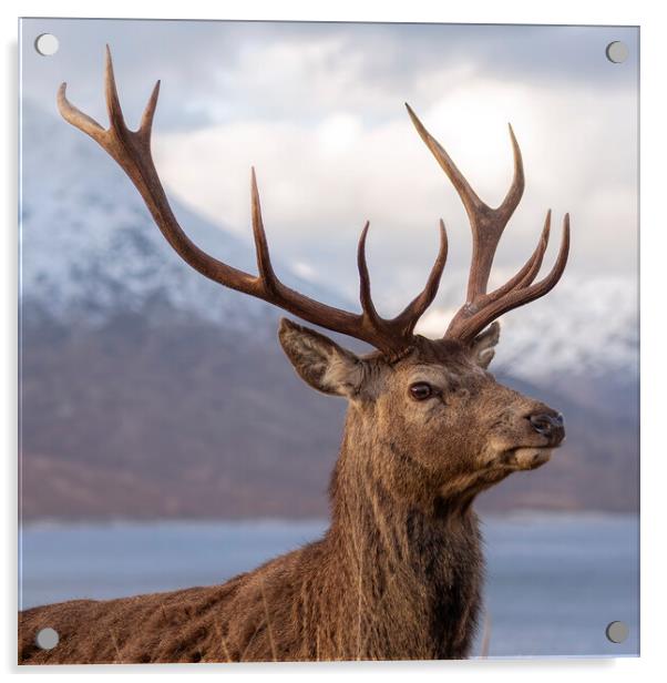 Red Deer Stag in Scotland Acrylic by Derek Beattie