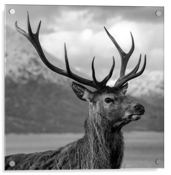Red Deer Stag with Antlers Acrylic by Derek Beattie