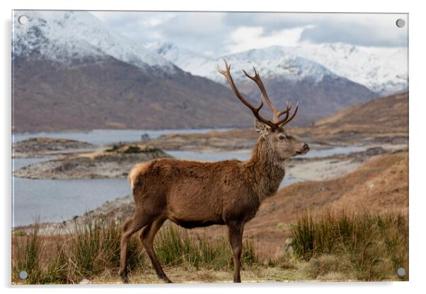 Red Deer Stag in Scottish Highlands Acrylic by Derek Beattie