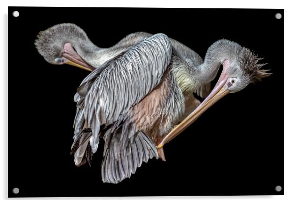 Pelicans Preening Acrylic by Derek Beattie