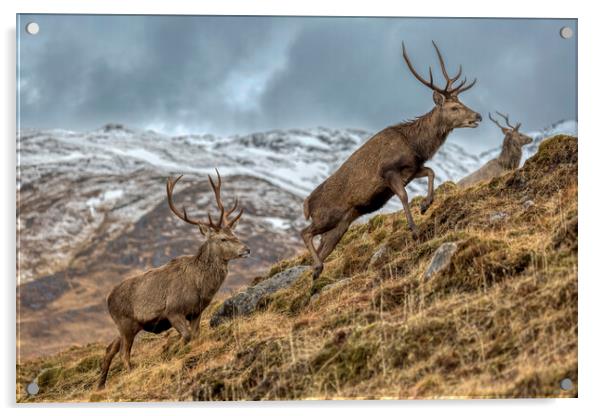 Red Deer Stags in Winter Acrylic by Derek Beattie