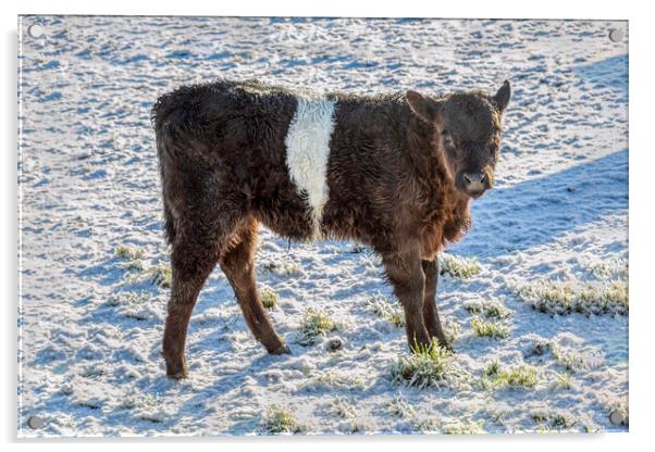 Belted Galloway Calf in Snow Acrylic by Derek Beattie