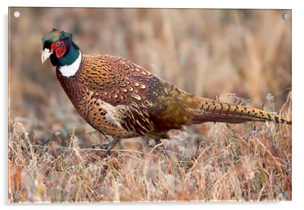 Pheasant in Autumn Acrylic by Derek Beattie