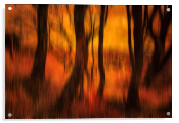 Forest at Dusk Acrylic by Derek Beattie