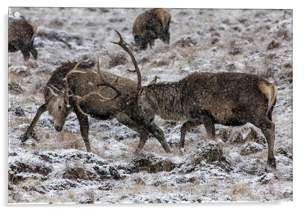 Stags Rutting in the Snow Acrylic by Derek Beattie