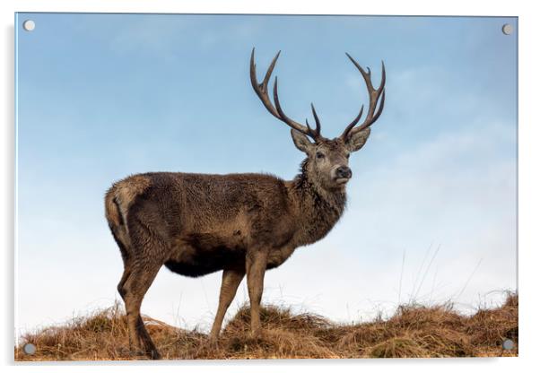 Red Deer Stag  in Scotland Acrylic by Derek Beattie