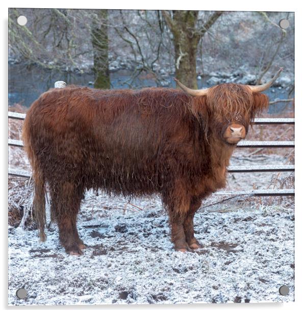 Highland Cow in Winter Acrylic by Derek Beattie