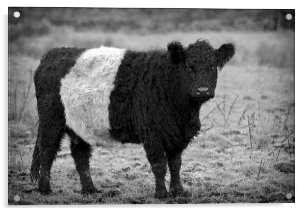 Belted Galloway Cow Acrylic by Derek Beattie