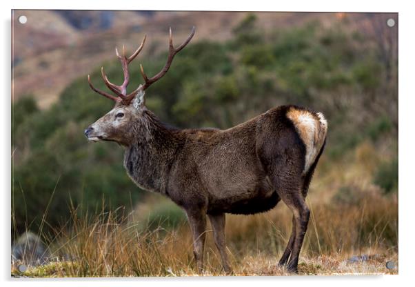 Red Deer Stag in Highland Scotland Acrylic by Derek Beattie