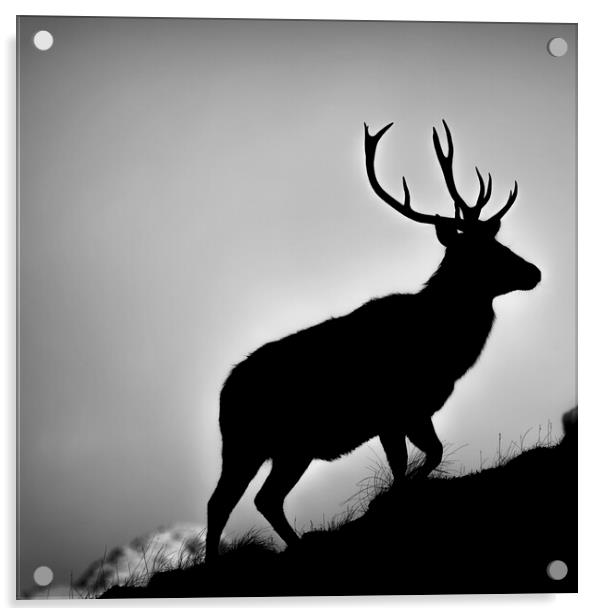 Red Deer Stag Silhouetted Acrylic by Derek Beattie