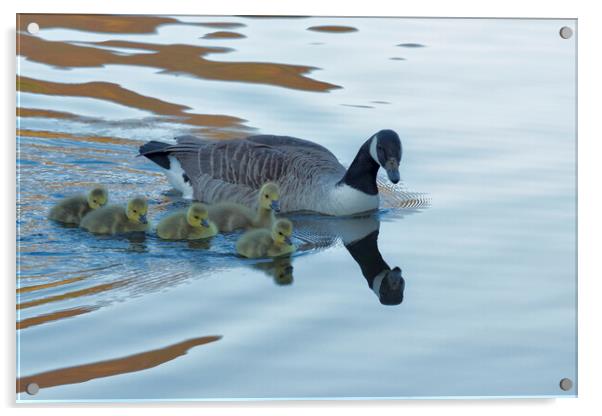 Barnacle Goose and Goslings Acrylic by Derek Beattie