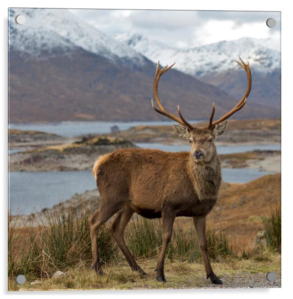 Red Deer Stag in Highland Scotland Acrylic by Derek Beattie