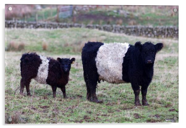Belted Galloway Cow and Calf Acrylic by Derek Beattie