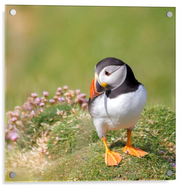 Puffin and Sea Pinks Acrylic by Derek Beattie