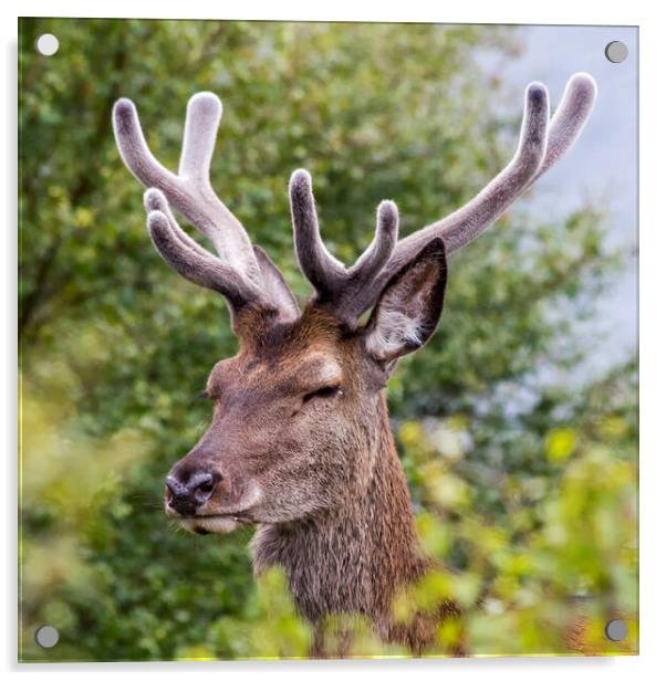 Red Deer Stag with Velvet Antlers Acrylic by Derek Beattie
