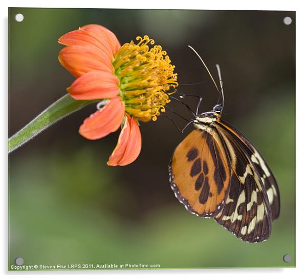 Butterfly Feeding Acrylic by Steven Else ARPS