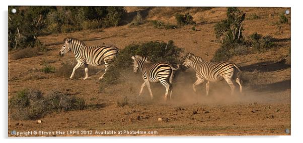 Spooked Zebra Acrylic by Steven Else ARPS