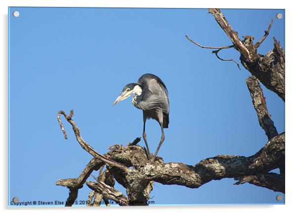 South African Heron Acrylic by Steven Else ARPS