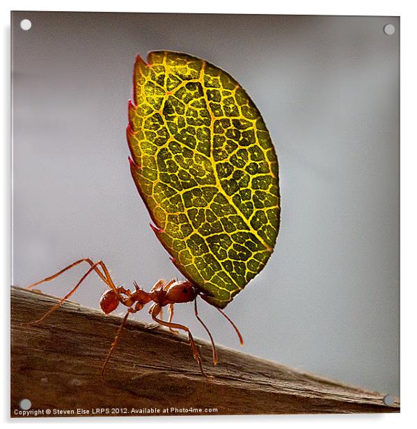 Ant carrying a leaf Acrylic by Steven Else ARPS