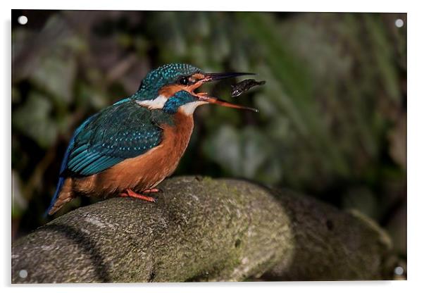 Kingfisher turning a fish Acrylic by Steven Else ARPS