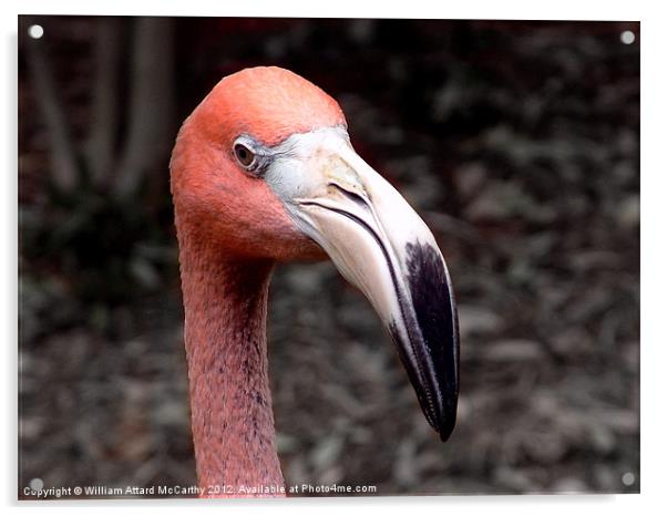 Pink Flamingo Acrylic by William AttardMcCarthy