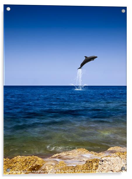 Flight of the Dolphin Acrylic by William AttardMcCarthy