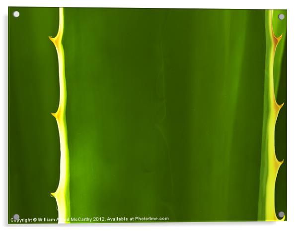Aloe Abstract Acrylic by William AttardMcCarthy