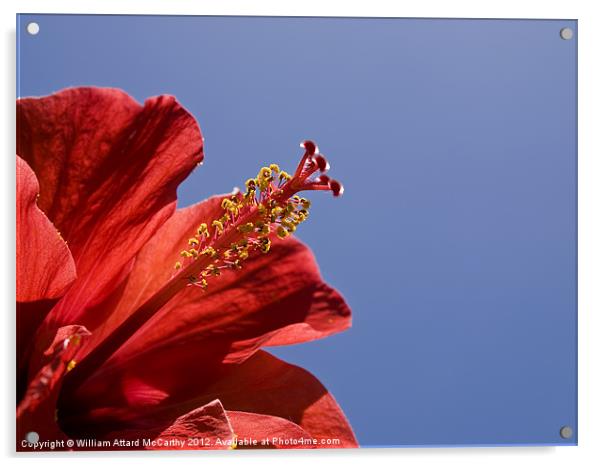 Red Tropical Hibiscus Acrylic by William AttardMcCarthy