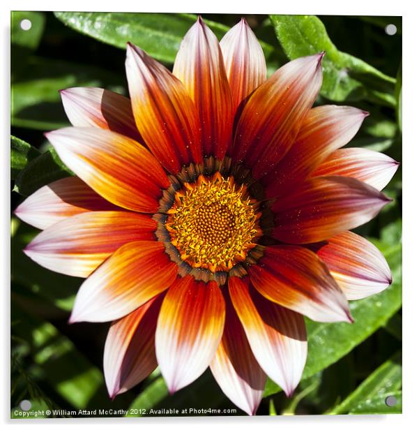 Gazania Acrylic by William AttardMcCarthy