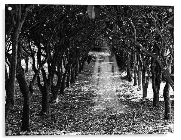 Orchard Ghost Acrylic by William AttardMcCarthy