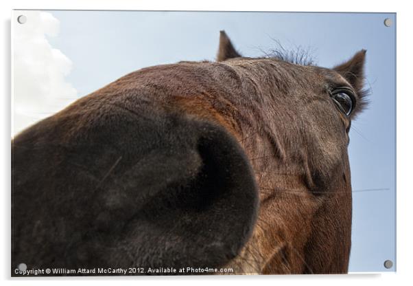 Horsing Around Acrylic by William AttardMcCarthy