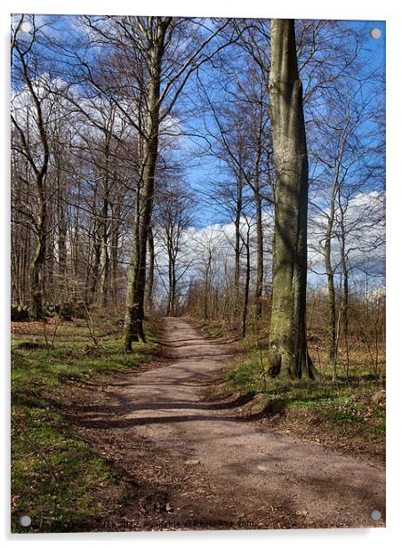 Stehag Forest Path 2 Acrylic by Sarah Osterman