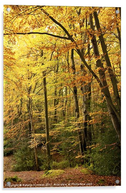 Autumn Woodland Scene IV Acrylic by Natalie Kinnear