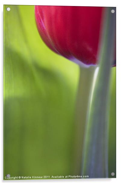 Tulip Close Up Acrylic by Natalie Kinnear