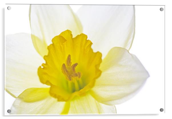 Daffodil Bright Acrylic by Natalie Kinnear