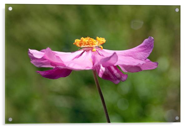 Sunlit Anemone Flower Acrylic by Natalie Kinnear