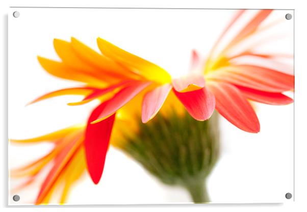 Orange Spiky Flower Acrylic by Natalie Kinnear
