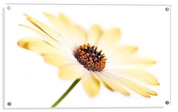 Sunny Flower Acrylic by Natalie Kinnear