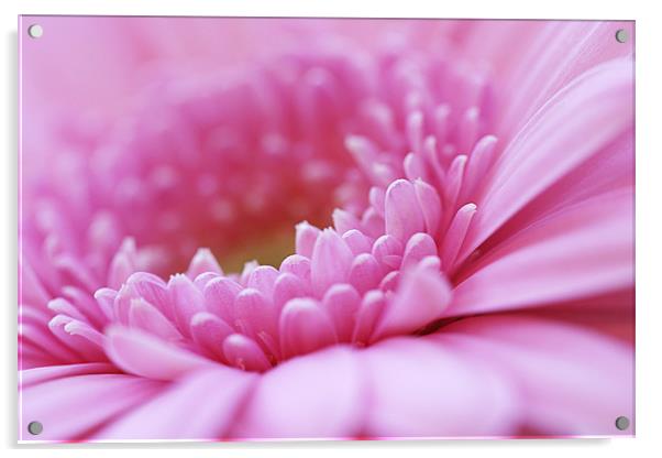 Pink Gerbera Flower Acrylic by Natalie Kinnear