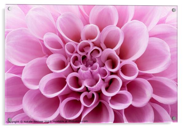 Pink Dahlia Flower Close Up Acrylic by Natalie Kinnear