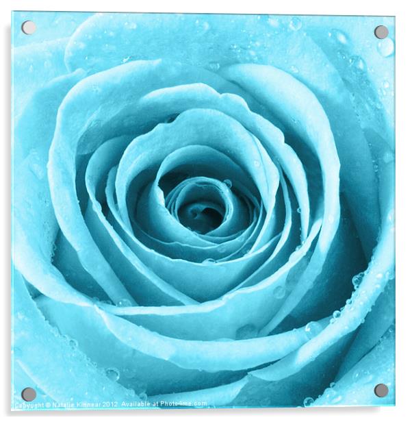 Turquoise Rose with Water Droplets Acrylic by Natalie Kinnear