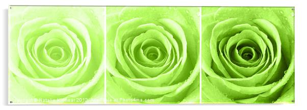 Lime Green Rose with Water Droplets Triptych Acrylic by Natalie Kinnear