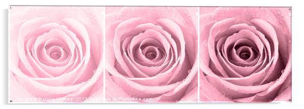 Plum Rose with Water Droplets Triptych Acrylic by Natalie Kinnear