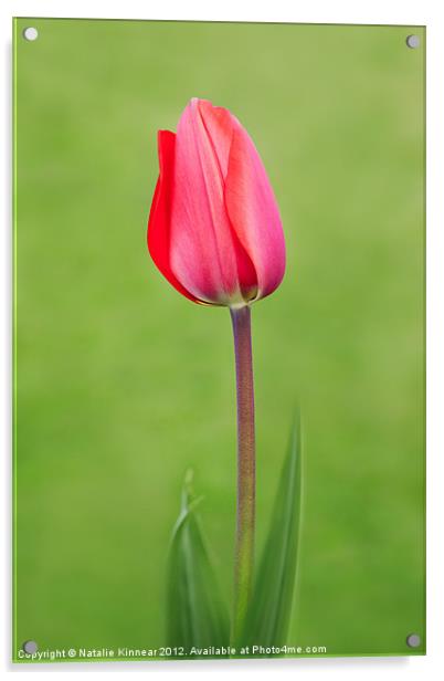 Red Tulip Acrylic by Natalie Kinnear